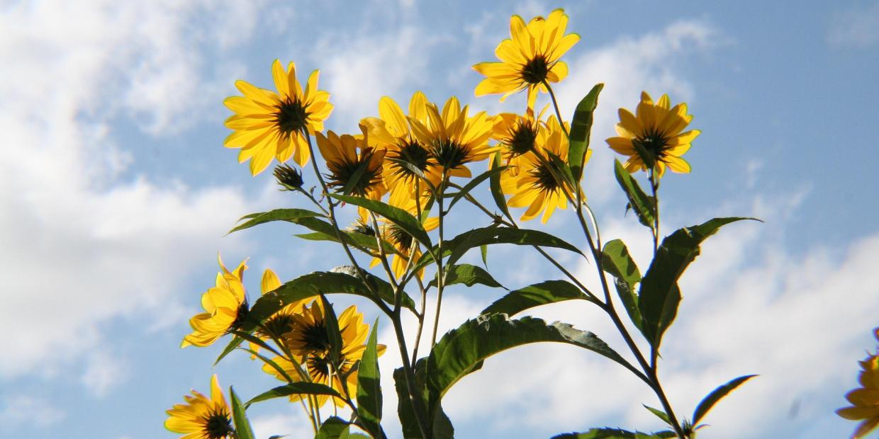 Black Eyed Susans